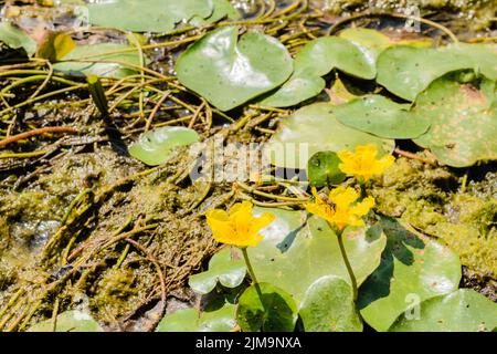 Gelbes Wasser Lilien im Wasser am Ufer des Sees. Gelbes Wasser Lilien im Wasser nahe dem Ufer des Sees badeten in der Nachmittagssonne. Stockfoto