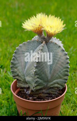 Bishop's Cap Cactus, Astrophytum myriostigma, mit zwei Blüten. Stockfoto