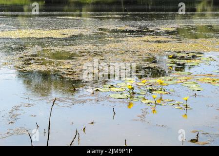 Gelbes Wasser Lilien im Wasser am Ufer des Sees. Gelbes Wasser Lilien im Wasser nahe dem Ufer des Sees badeten in der Nachmittagssonne. Stockfoto