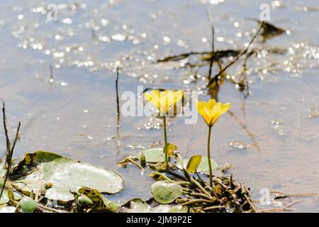 Gelbes Wasser Lilien im Wasser am Ufer des Sees. Gelbes Wasser Lilien im Wasser nahe dem Ufer des Sees badeten in der Nachmittagssonne. Stockfoto