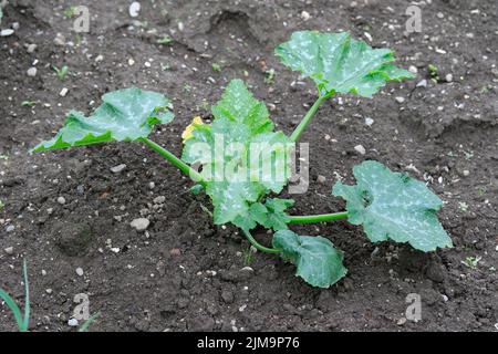 Zucchini-Pflanze, Cucurbita pepo subsp. Pepo convar. Giromontiina Stockfoto