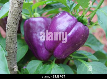 Leuchtend violette Glockenschoten reifen in einem Garten Stockfoto