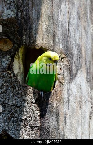 Wellensittich im Baumstamm. Stockfoto