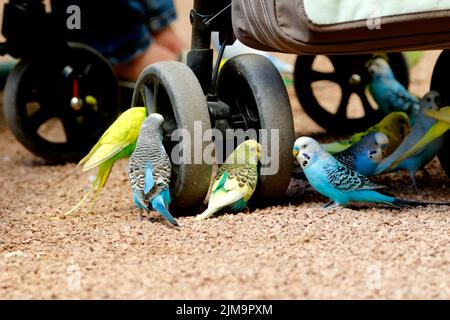 Melopsittacus undulatus, verspielte Wellensittiche Stockfoto