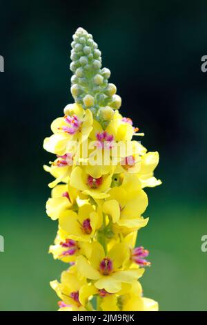 Verbascum nigrum, schwarze Königskerze, dunkle Königskerze Stockfoto