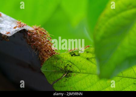 Eine Makroaufnahme von Feuerameisen der Gattung Solenopsis auf einem hellgrünen Blatt Stockfoto