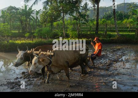 Ein Bauer pflügt ein Reisfeld mit Hilfe von Büffeln, Indonesien. Stockfoto