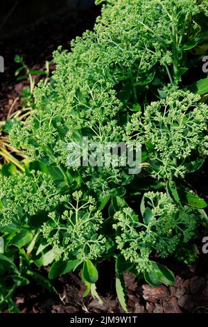 Sedum telephium, Stonekrop, geschlossene Blüte Stockfoto