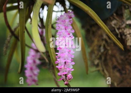 Ein flacher Fokus der purpurnen Fuchsschwanzorchidee (Rhynchostylis retusa) Pflanze Stockfoto