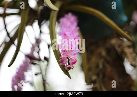 Ein flacher Fokus der purpurnen Fuchsschwanzorchidee (Rhynchostylis retusa) Pflanze Stockfoto