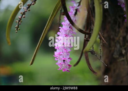 Ein flacher Fokus der purpurnen Fuchsschwanzorchidee (Rhynchostylis retusa) Pflanze Stockfoto