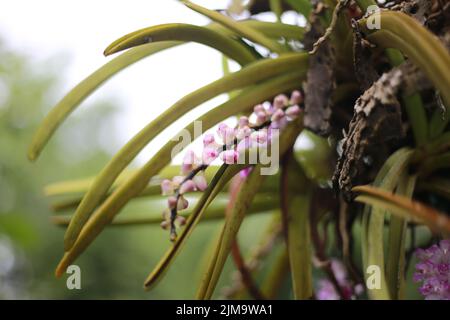 Ein flacher Fokus der purpurnen Fuchsschwanzorchidee (Rhynchostylis retusa) Pflanze Stockfoto