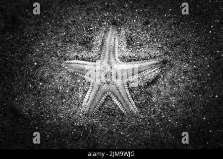 Eine Graustufenaufnahme von Astropecten auf einem Sand von oben Stockfoto