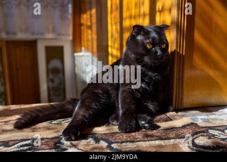 Schwarze Katze auf dem Boden Stockfoto