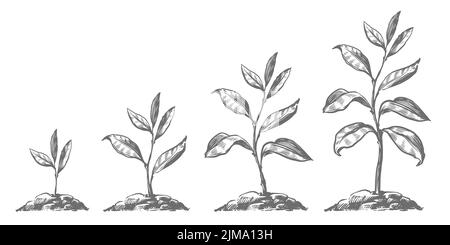 Allmähliches Baumwachstum im Boden. Wachstumsphasen vom Sprossen bis zur erwachsenen Pflanze. Landwirtschaft, Gartenbau, Naturkonzept Stock Vektor