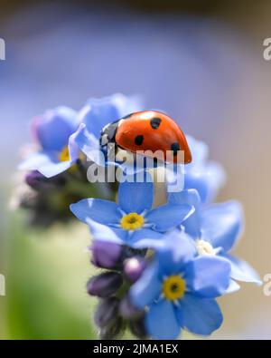 Eine selektive Aufnahme von Marienkäfer auf „Vergiss mich nicht“-Blume Stockfoto