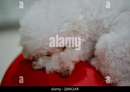 Eine Nahaufnahme eines entzückenden Bichon-Frise-Welpen, der auf einem roten Kissen schläft Stockfoto