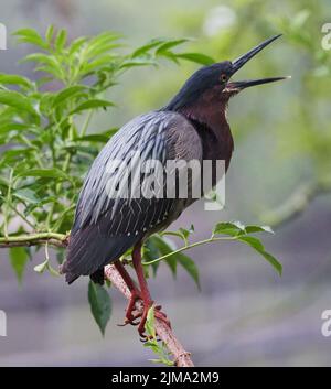 Eine Nahaufnahme eines Vogels des Grünen Reihers, der auf einem Baumzweig mit weit geöffnetem Schnabel thront Stockfoto