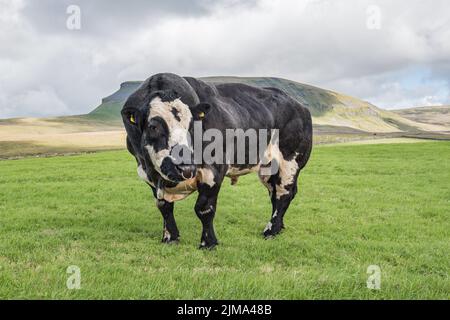 Gut bemuskelte Bullen grasen auf einem Feld unterhalb von Pen-y-Ghent, einem 2000 Fuß (plus) hohen Gipfel im Yorkshire Dales National Park. Stockfoto