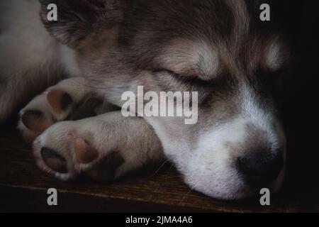 Eine Nahaufnahme einer Schnauze eines niedlichen kleinen Alabay-Hundes Stockfoto