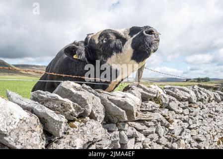 Gut bemuskelte Bullen grasen auf einem Feld unterhalb von Pen-y-Ghent, einem 2000 Fuß (plus) hohen Gipfel im Yorkshire Dales National Park. Stockfoto