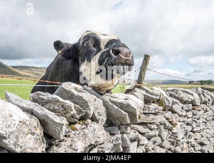 Gut bemuskelte Bullen grasen auf einem Feld unterhalb von Pen-y-Ghent, einem 2000 Fuß (plus) hohen Gipfel im Yorkshire Dales National Park. Stockfoto