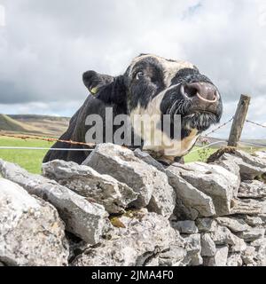 Gut bemuskelte Bullen grasen auf einem Feld unterhalb von Pen-y-Ghent, einem 2000 Fuß (plus) hohen Gipfel im Yorkshire Dales National Park. Stockfoto