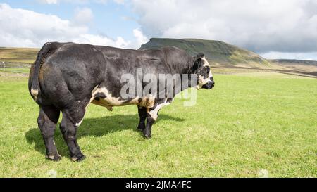 Gut bemuskelte Bullen grasen auf einem Feld unterhalb von Pen-y-Ghent, einem 2000 Fuß (plus) hohen Gipfel im Yorkshire Dales National Park. Stockfoto