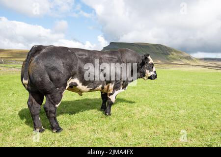 Gut bemuskelte Bullen grasen auf einem Feld unterhalb von Pen-y-Ghent, einem 2000 Fuß (plus) hohen Gipfel im Yorkshire Dales National Park. Stockfoto