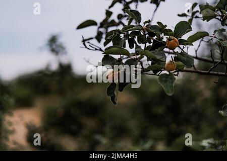Eine selektive Fokusaufnahme von orangenen kleinen Kaki-Früchten von Diospyros, die auf einem Baum wachsen Stockfoto