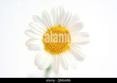 Kamillenmakro. Eine wunderschöne zarte weiße Blume mit einem gelben Kern aus der Nähe. Symmetrie das Konzept der goldenen Sektion Makrofotografie der Farben. Stockfoto