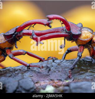 Eine Makroaufnahme europäischer Hirschkäfer (Lucanus cervius) Stockfoto