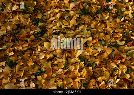Eine Nahaufnahme von gelbem Ginkgo-Laub. Wunderschöne Herbstblätter. Stockfoto