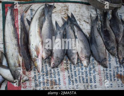 Nahaufnahme von frisch geernteten Fischsorten, die auf einem lokalen Markt in Chhattisgarh verkauft werden Stockfoto