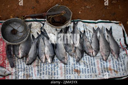 Nahaufnahme von frisch geernteten Fischsorten, die auf einem lokalen Markt in Chhattisgarh verkauft werden Stockfoto