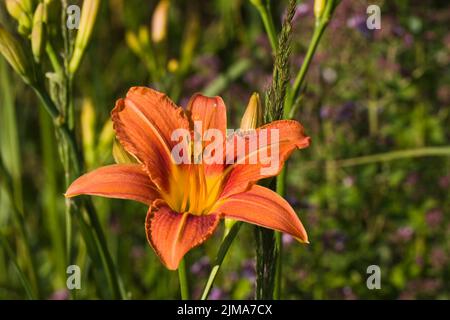 Orangene Lilie zwischen Grasstämmen im Garten Stockfoto