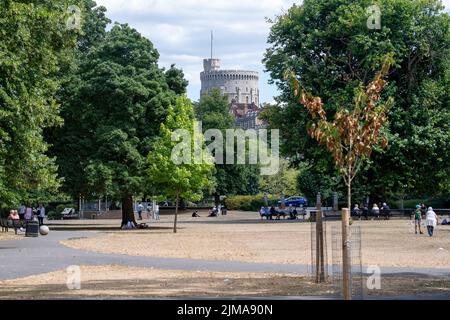 Windsor, Großbritannien. 5.. August 2022. Blick auf Windsor Castle und einen Baumkastel in Alexandra Gardens, der durch Wassermangel zu sterben beginnt. Es war ein weiterer warmer Tag heute in Windsor ohne Regenvorhersage. Nächste Woche werden die Temperaturen wieder auf 31 Grad steigen. Quelle: Maureen McLean/Alamy Live News Stockfoto