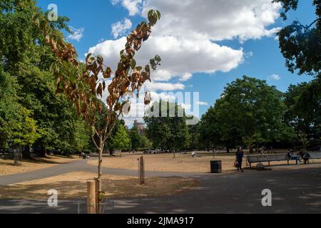 Windsor, Großbritannien. 5.. August 2022. Blick auf Windsor Castle und einen Baumkastel in Alexandra Gardens, der durch Wassermangel zu sterben beginnt. Es war ein weiterer warmer Tag heute in Windsor ohne Regenvorhersage. Nächste Woche werden die Temperaturen wieder auf 31 Grad steigen. Quelle: Maureen McLean/Alamy Live News Stockfoto