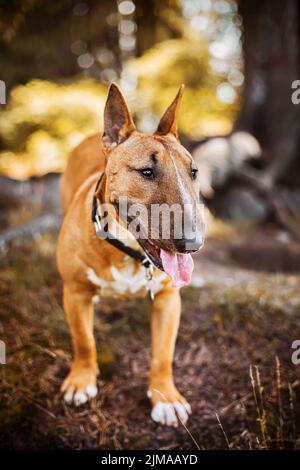Ein schöner ginger Happy Bull Terrier spaziert an einem sonnigen Herbsttag im Park. Gehen mit einem Haustier. Stockfoto