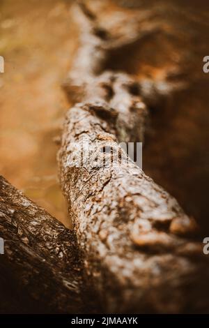 Draufsicht auf die verdrehten dicken Wurzeln einer alten, mit Rinde bedeckten Kiefer. Die Natur des Waldes. Nadelbäume. Stockfoto