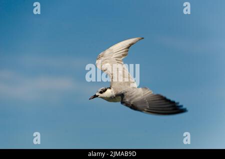 Braunkopfmöwe fliegt Stockfoto