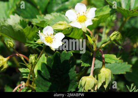 Weiße Erdbeere Blüte Blüten über unscharfen Hintergrund Stockfoto