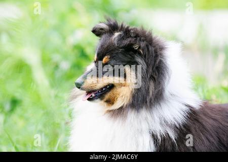 Shetland Sheepdog (Sheltie) Porträt über verschwommenem grünen Hintergrund Stockfoto