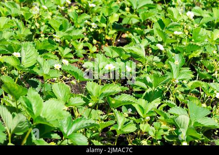 Weiß blühende Erdbeerblumen auf grünem verschwommenem Hintergrund Stockfoto