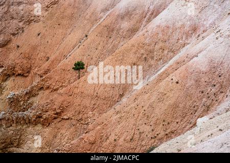 Ein eineinziger Baum in den immensen Felsstrukturen im Bryce Canyon. Stockfoto
