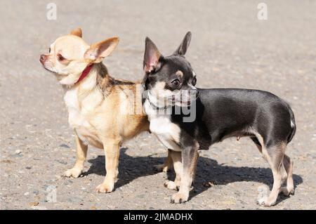 Zwei Chihuahua-Hunde stehen auf verschwommenem grauen Hintergrund Stockfoto