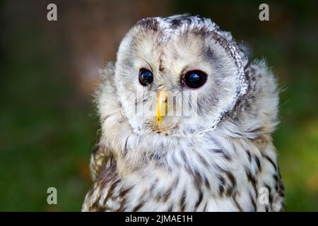 Waldkauz Stockfoto