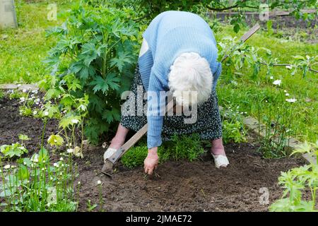 Die alte Frau mit einem Chopper arbeitet in einem Gemüsegarten Stockfoto