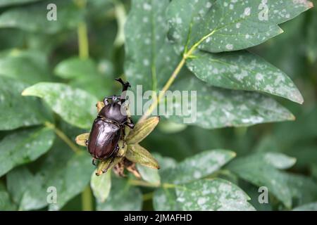 Der schöne dynastische Käfer, Männlich, thront auf Blatt. Selektiven Fokus. Blätter-Hintergrund Stockfoto