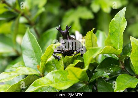 Der schöne dynastische Käfer, Männlich, thront auf Blatt. Selektiven Fokus. Blätter-Hintergrund Stockfoto